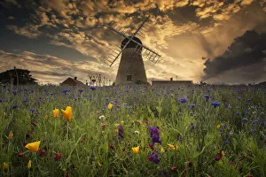 A Windmill At Sunset With Colourful Wildflowers In The Foreground; Whitburn, Tyne And Wear, England A Windmill At Sunset With Colourful Wildflowers In The Foreground; Whitburn, Tyne And Wear, England