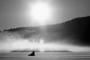 Images Dated 31st January 2007: Wolf Basking In Sunlight Near Juneau. Winter In The Tongass National Forest Of Southeast Alaska