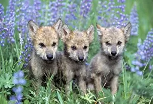 Images Dated 19th June 2006: Three Wolf Pups