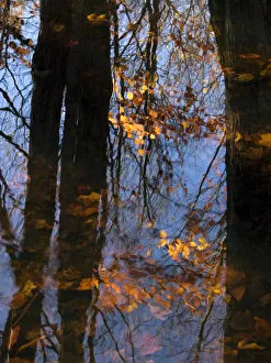 Wood Spirit, Massachusetts, Seekonk, Caratunk Wildlife Refuge, Tree Reflections On Water Wood Spirit, Massachusetts, Seekonk, Caratunk Wildlife Refuge, Tree Reflections On Water