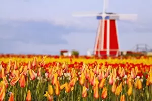 Images Dated 2nd April 2007: Woodburn, Oregon, United States Of America; A Field Of Tulips And A Windmill At Wooden Shoe Tulip