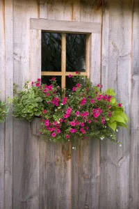 Wooden Shed With A Flower Box Under The Window; Flesherton, Ontario, Canada Wooden Shed With A Flower Box Under The Window; Flesherton, Ontario, Canada