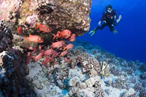 Twelve Year Old Junior Certified Scuba Diver And A School Of Shoulderbar Soldierfish Twelve Year Old Junior Certified Scuba Diver And A School Of Shoulderbar Soldierfish
