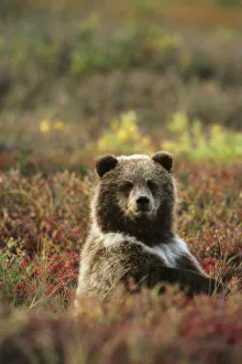 Yearling Brown Bear Cub Sits In Autumn Tundra In Ak Fall Denali Np Yearling Brown Bear Cub Sits In Autumn Tundra In Ak Fall Denali Np
