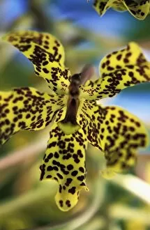 Images Dated 31st May 2004: Yellow And Black Spotted Orchid