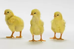 Yellow Chicks. Baby Chickens