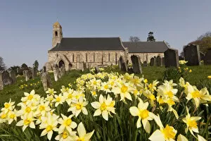 Images Dated 9th April 2011: Yellow Daffodils In A Cemetery Beside A Church; Ford Northumberland England
