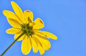 Images Dated 30th March 2014: Yellow Flower Against A Blue Sky; Bolivia