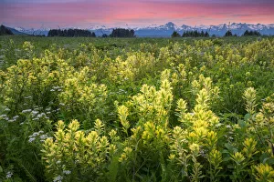 Yellow, Indian Paintbrush at Eagle Beach and Chilkat Mountains in the distance, Juneau, Alaska, USA Yellow, Indian Paintbrush at Eagle Beach and Chilkat Mountains in the distance, Juneau, Alaska, USA