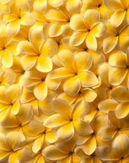 Images Dated 22nd December 1995: Yellow Plumeria Flowers With Water Droplets, Spread Out Flat, Background A22C