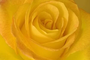 Images Dated 8th June 2006: Yellow Tea Rose