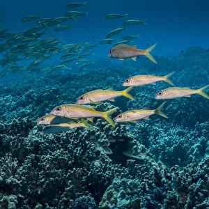 Yellowfin Goatfish (Mulloidichthys Vanicolensis) Schooled Off The Kona Coast; Kona Yellowfin Goatfish (Mulloidichthys Vanicolensis) Schooled Off The Kona Coast; Kona