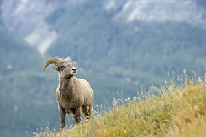 Images Dated 19th September 2005: Young Bighorn Sheep, Windy Point, Kootenay Plains, Alberta, Canada