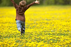 Young Boy Running Through Field Of Dandelions With Hands Up In The Air, Fernie, British Columbia Young Boy Running Through Field Of Dandelions With Hands Up In The Air, Fernie, British Columbia