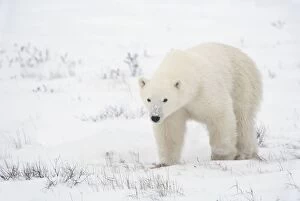 Images Dated 11th November 2006: Young Polar Bear (Ursus Maritimus) Walks Across The Snow; Churchill, Manitoba, Canada