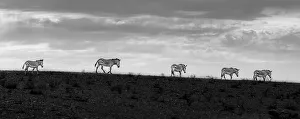 Five zebras walking in a row at sunset in Namibia Five zebras walking in a row at sunset in Namibia