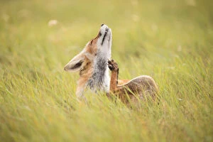 Noord Holland Gallery: aaoung Red Fox (Vulpes vulpes) scratching its neck, Amsterdamse Waterleidingduinen