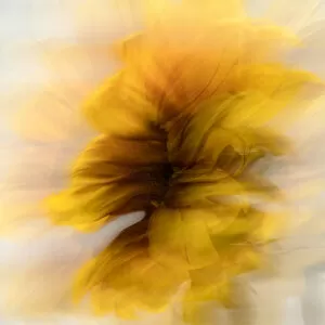 Abstract image of sunflower