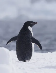 Adelie Penguin (Pygoscelis adeliae), Paulet Island, Antarctica