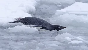 Adelie Penguin (Pygoscelis adeliae) carefully glides into the sea at Esperanza research station