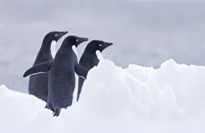 Three Adelie Penguins (Pygoscelis adeliae) on Paulet Island, Antarctica