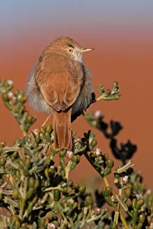 Babblers Collection: African Desert Warbler (Sylvia deserti), Erfoud-Merzouga, Morocco