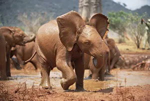 Images Dated 11th May 2001: African Elephant (Loxodonta africana) orphan Natumi, play-charging, David Sheldrick Wildlife Trust