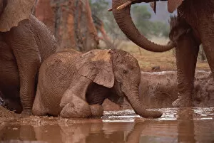Images Dated 11th May 2001: African Elephant (Loxodonta africana) orphan called Nyiro, stranded in mud bath, David