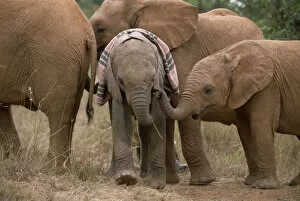 Images Dated 4th December 2001: African Elephant (Loxodonta africana) orphaned baby Sweet Sally, meeting other orphans