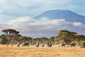 African Elephant (Loxodonta africana) herd with Mount Kilimanjaro in the background