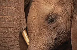 Images Dated 9th May 2001: African Elephant (Loxodonta africana) orphans, Malaika with Natumi, David Sheldrick Wildlife Trust