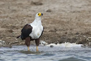 African Fish Eagle (Haliaeetus vocifer), Queen Elizabeth National Park, Uganda African Fish Eagle (Haliaeetus vocifer), Queen Elizabeth National Park, Uganda