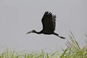 African Openbill (Anastomus lamelligerus) flying, Semuliki National Park, Uganda African Openbill (Anastomus lamelligerus) flying, Semuliki National Park, Uganda