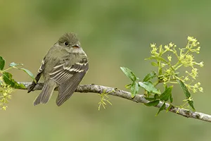 Alder Flycatcher (Empidonax alnorum), Texas, USA Alder Flycatcher (Empidonax alnorum), Texas, USA