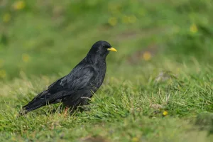 Alpine Chough (Pyrrhocorax graculus), Upper Austria, Austria Alpine Chough (Pyrrhocorax graculus), Upper Austria, Austria