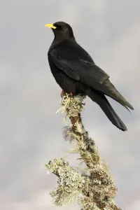 Alpine Chough (Pyrrhocorax graculus), Switzerland Alpine Chough (Pyrrhocorax graculus), Switzerland