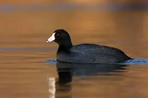 American Coot (Fulica americana), British Columbia, Canada American Coot (Fulica americana), British Columbia, Canada