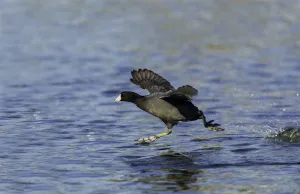 American Coot (Fulica americana) running to take flight, Arizona, USA American Coot (Fulica americana) running to take flight, Arizona, USA