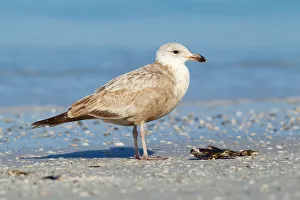 American Herring Gull (Larus smithsonianus), Florida, USA American Herring Gull (Larus smithsonianus), Florida, USA