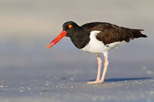American Oystercatcher (Haematopus palliatus), Florida, USA American Oystercatcher (Haematopus palliatus), Florida, USA