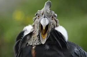 Cathartidae Gallery: Andean Condor (Vultur gryphus) captive, yawning, Imbabura, Ecuador