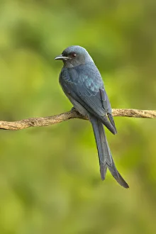 Ashy Drongo (Dicrurus leucophaeus), Yunnan, China Ashy Drongo (Dicrurus leucophaeus), Yunnan, China