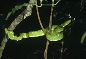 Images Dated 14th December 2006: Asian Pit Viper (Trimeresurus sp) coiled in tree, Monteverde Cloud Forest Reserve