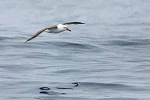 Atlantic Yellow-nosed Albatross (Thalassarche chlororhynchos) flying, Victoria, Australia Atlantic Yellow-nosed Albatross (Thalassarche chlororhynchos) flying, Victoria, Australia