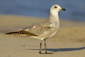 Audouins Gull (Ichthyaetus audouinii) juvenile, Mallorca, Spain Audouins Gull (Ichthyaetus audouinii) juvenile, Mallorca, Spain