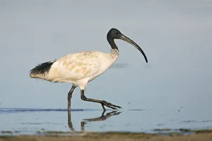Australian White Ibis (Threskiornis molucca), Victoria, Australia Australian White Ibis (Threskiornis molucca), Victoria, Australia