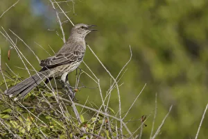 Bahama Mockingbird (Mimus gundlachii) singing, Cuba Bahama Mockingbird (Mimus gundlachii) singing, Cuba