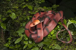 Snakes Gallery: Banded Tree Snake (Tripanurgos compressus), Yasuni National Park, Amazon Rainforest