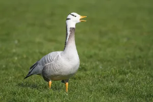 Bar-headed Goose (Anser indicus) calling , The Netherlands Bar-headed Goose (Anser indicus) calling , The Netherlands