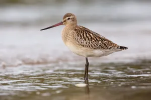 Bar-tailed Godwit (Limosa lapponica) juvenile, Asturias, Spain Bar-tailed Godwit (Limosa lapponica) juvenile, Asturias, Spain